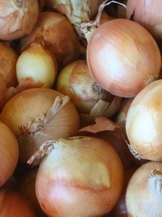 Onion/ shallot