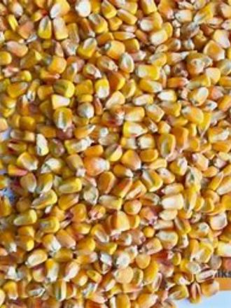 Grain maize