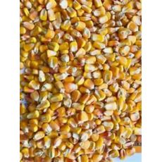 Grain Maize