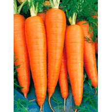 Carrots